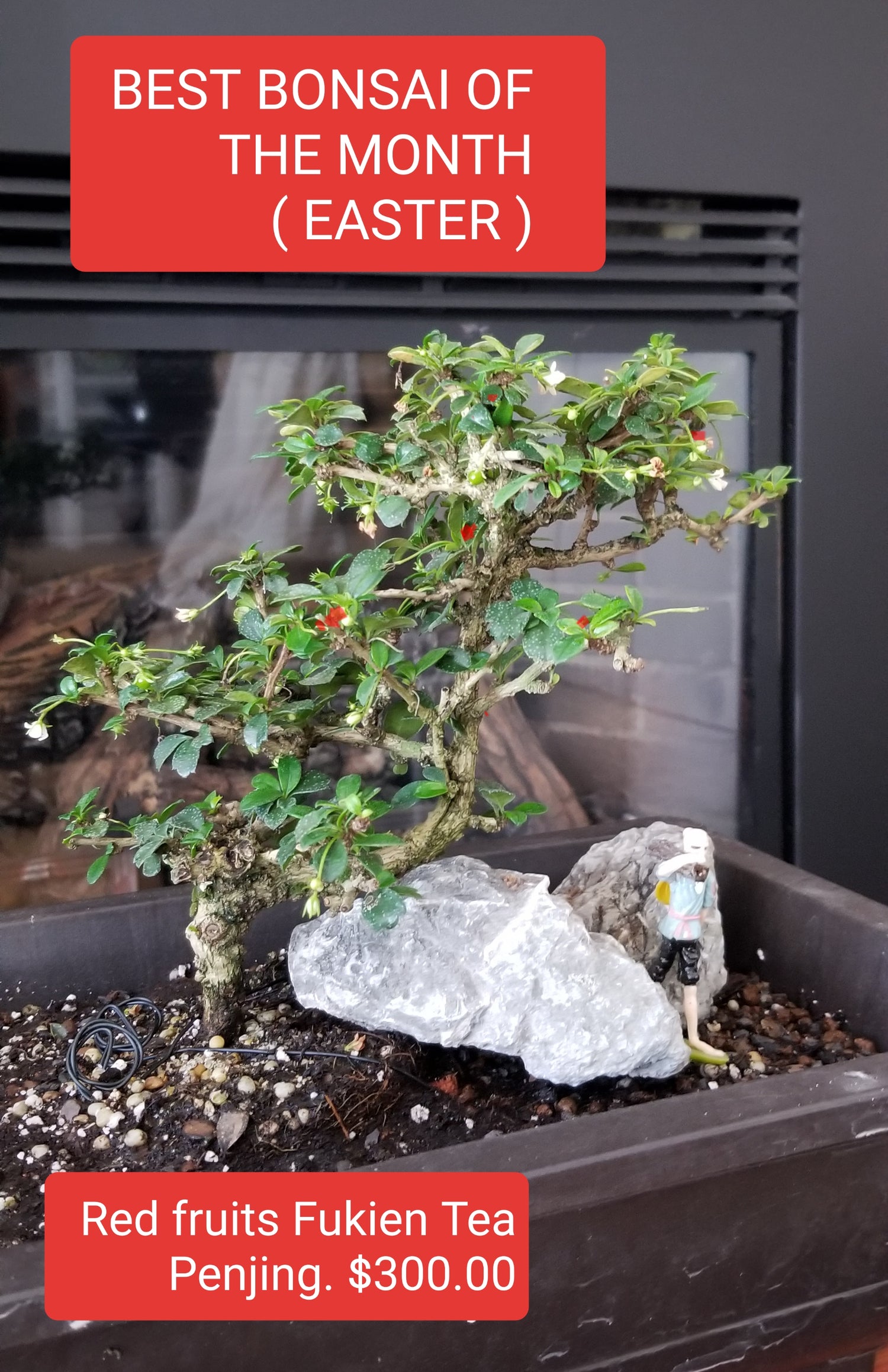 BEST BONSAI OF THE MONTH ( EASTER )