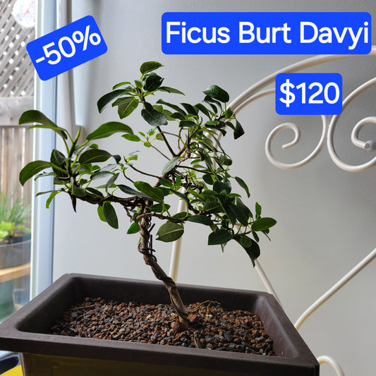 Ficus Burt- Davyi
