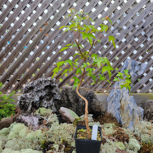 Trident Maple pre-bonsai