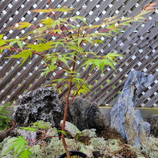 Cork bark maple pre-bonsai