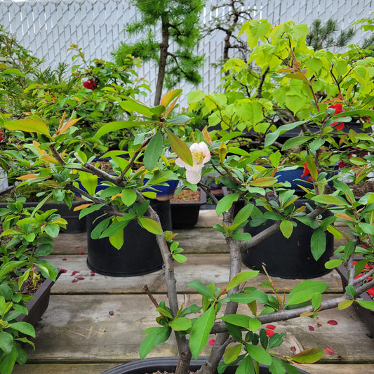Quince bonsai 'Toyo Nishiki'