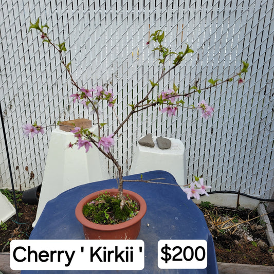 Cherry bonsai 'Kirkii '