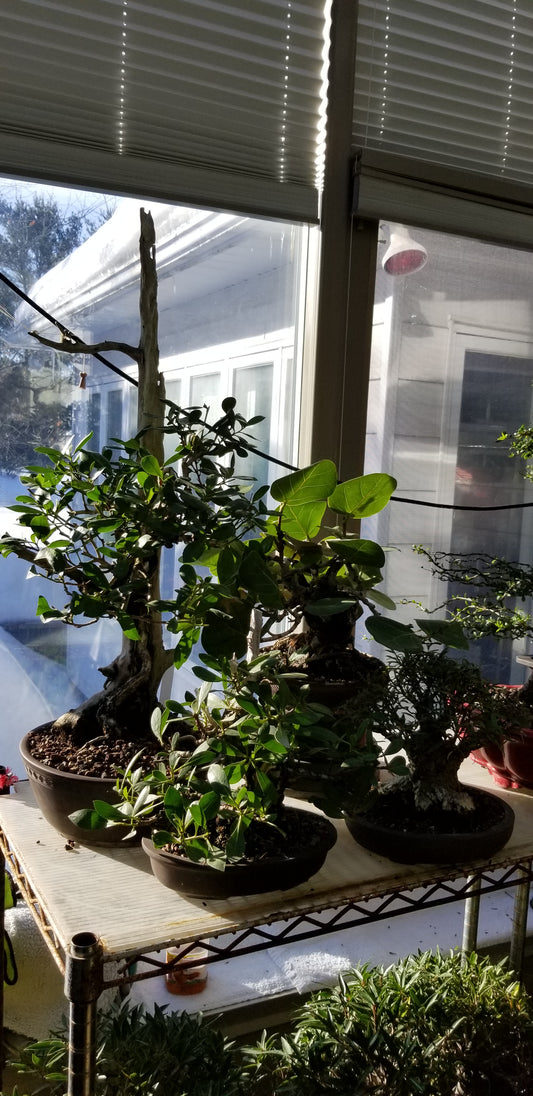 Interior bonsai