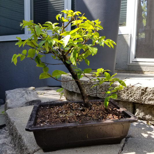 Wrightia religiosa bonsai