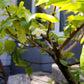 Wrightia religiosa forest bonsai