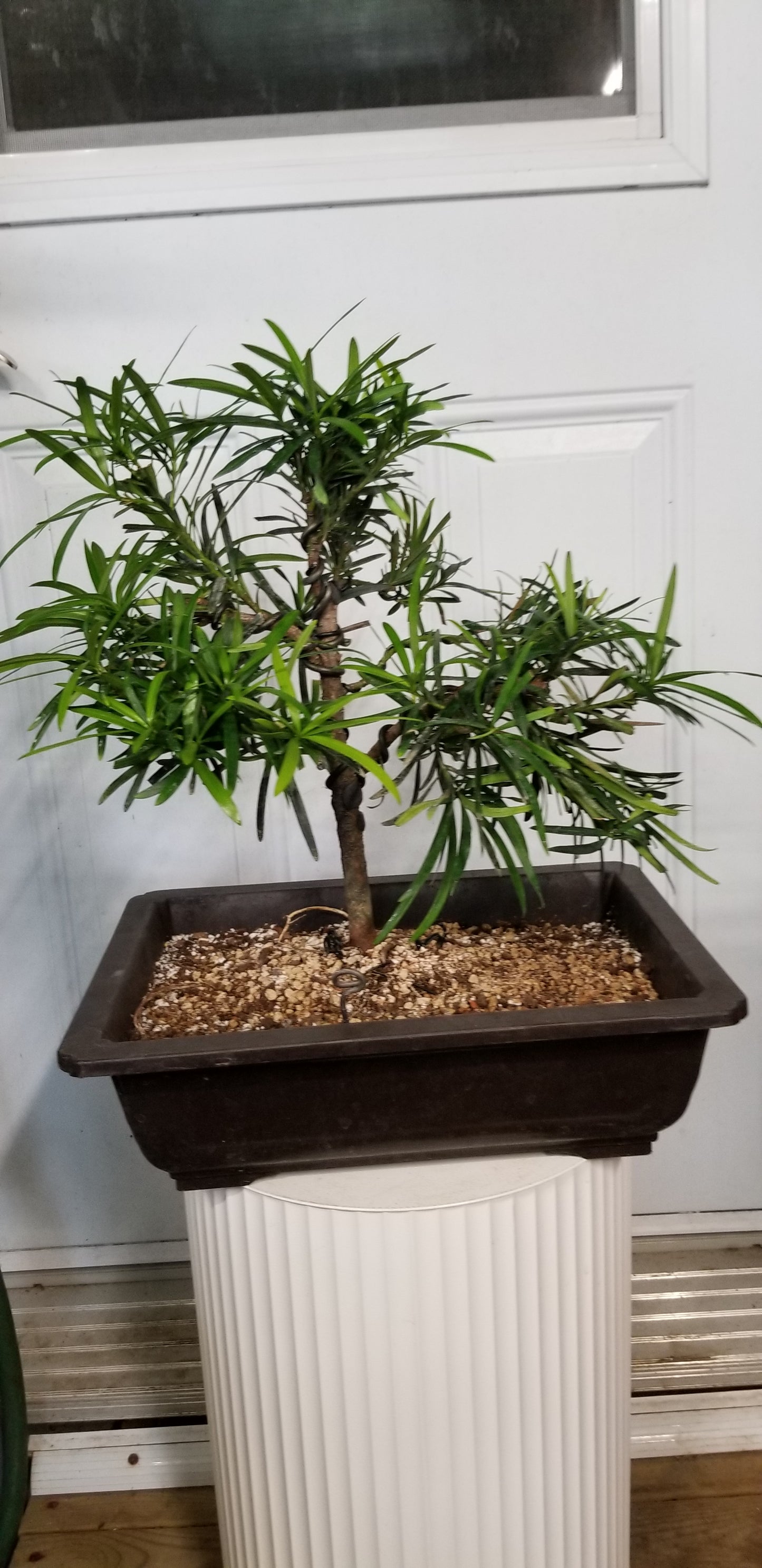 Podocarpus bonsaï