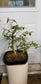 Wrightia religiosa bonsai