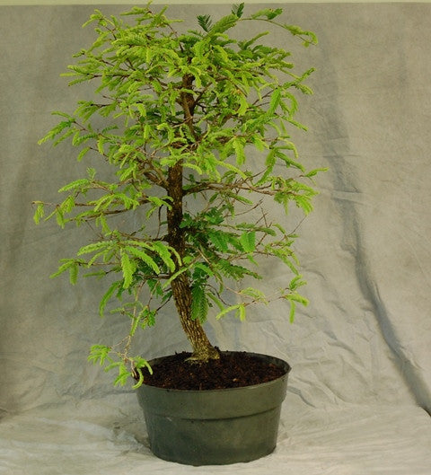 Tamarindus bonsai