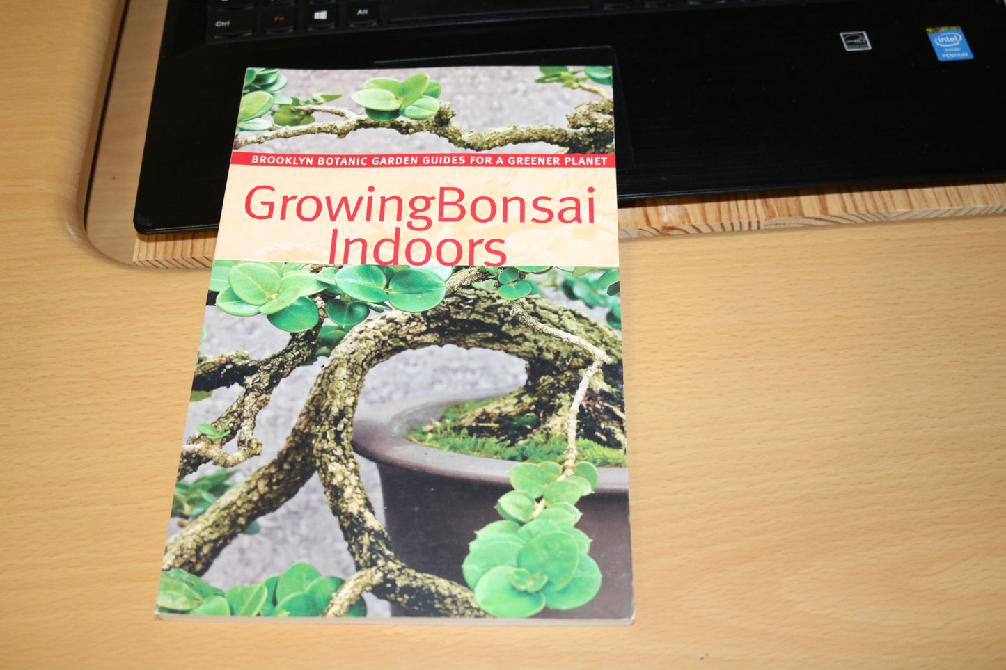 Growing Bonsai Indoor